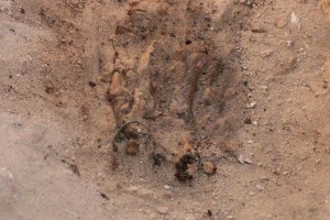 Anel encontrado no segundo dedo do pé direito da múmia. Foto: cortesia do The Amarna Project.